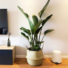 Load image into Gallery viewer, Lucca Bamboo Storage Basket